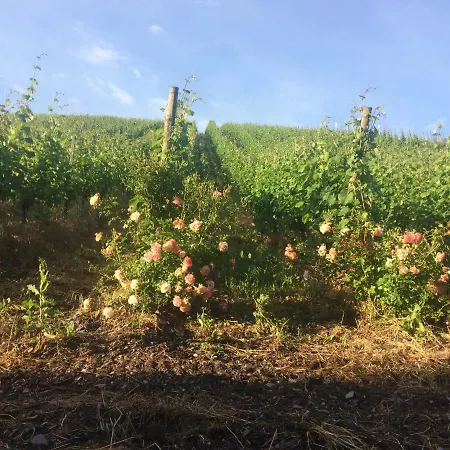 Count Von Hatzfeld Mit Moselblick * Kinheim